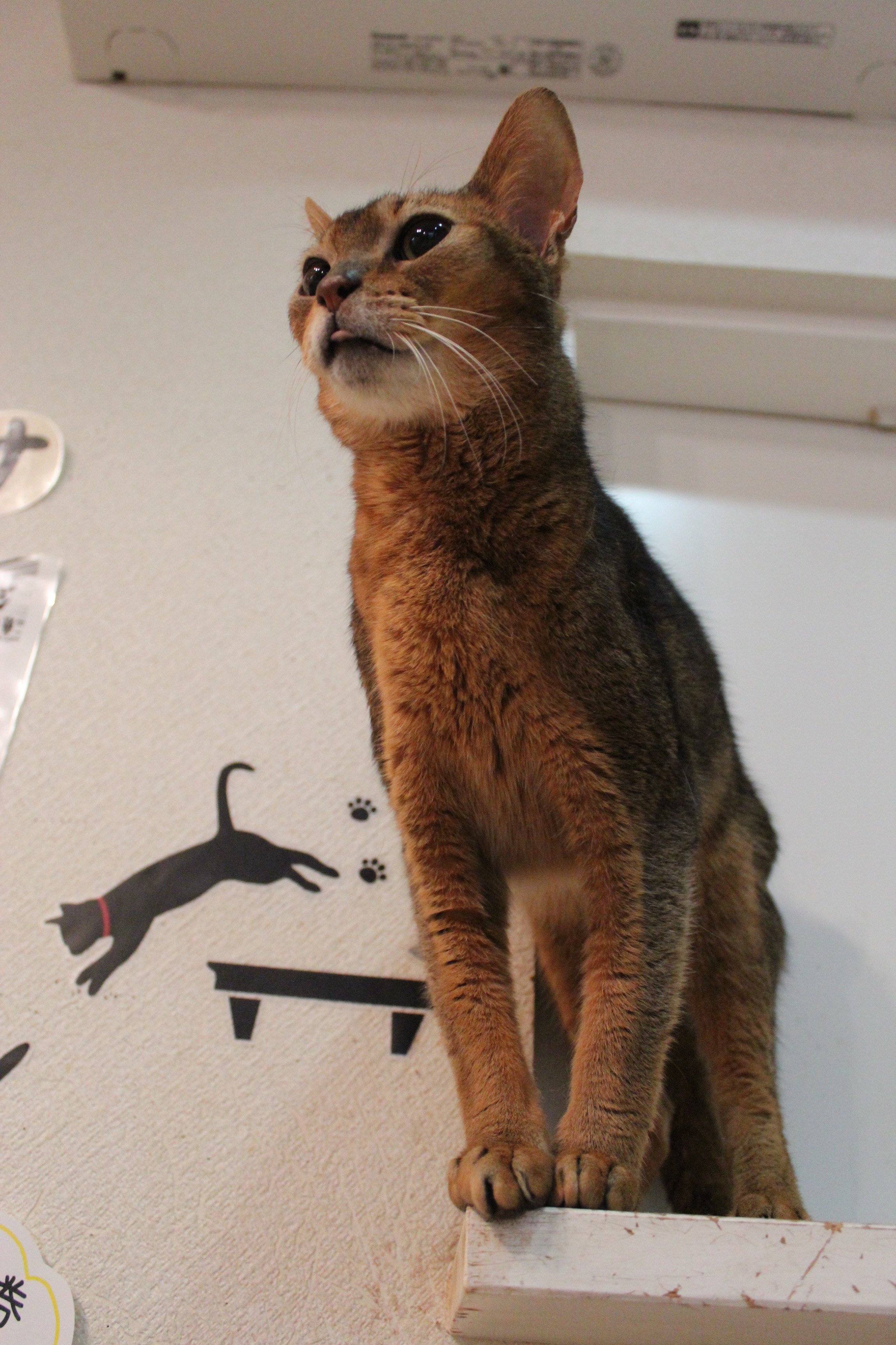 猫カフェロンロン広島 Catcaferonron2 Twitter
