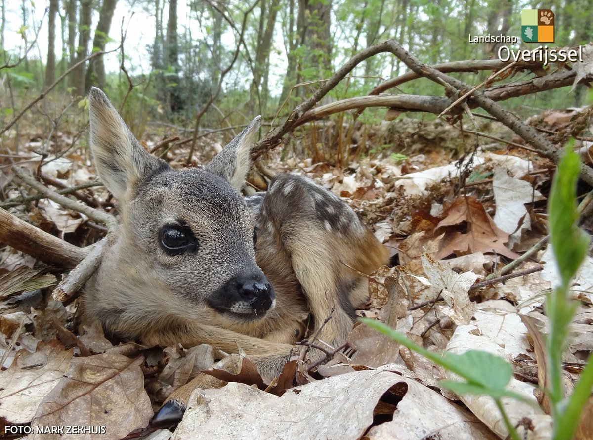 ✔️ Het broedseizoen is van start gegaan (15 mrt - 15 juli)
HONDEN moeten altijd al AAN DE LIJN in de natuurterreinen van Landschap Overijssel, 
maar wees je er NU EXTRA BEWUST van o.a. om de reekalfjes en broedende vogels te beschermen. 

landschapoverijssel.nl/de-hond-mee-op…