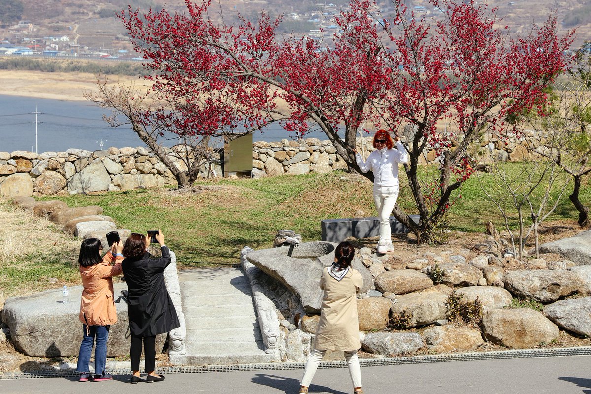gwangyangsi's tweet photo. 광양 매화축제 개화상황(3. 14.)

현재 10% 정도 개화되었습니다. https://t.co/T0U3d8fGrt