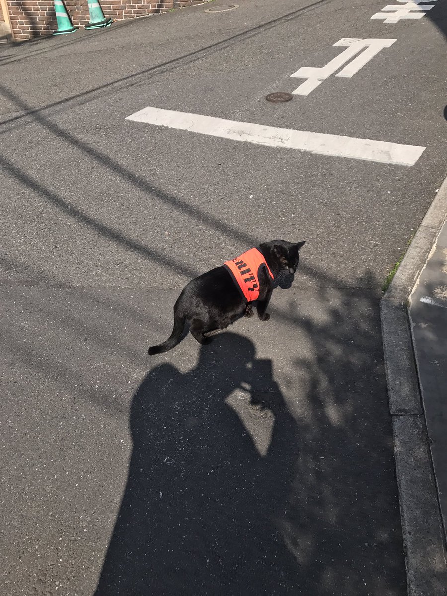 lejapon's tweet photo. Les gardiens de sécurité au Japon, c'est carrément pas pareil ! 😬🐱 https://t.co/QToYCWJm0x