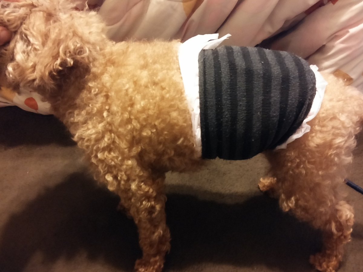 うにドラ@海野すじこ tweet media