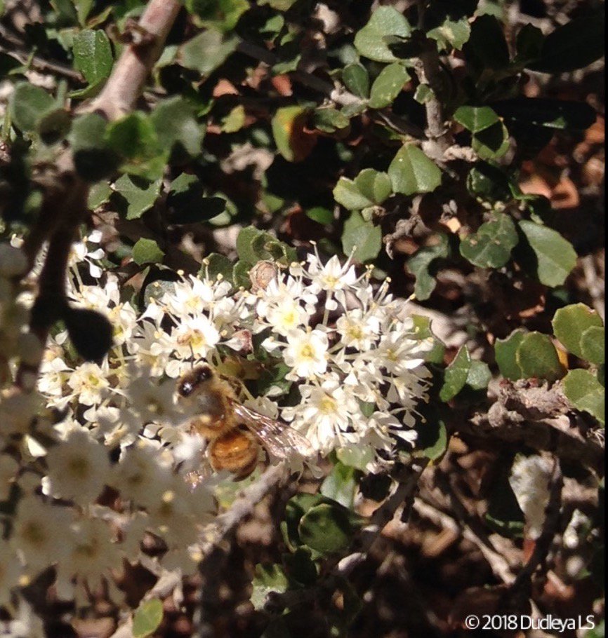 OCDudleya's tweet photo. This #California native #Ceanothus #rigidus '#Snowball' stands out because unlike its #lilac sisters, it is white. And a tough one I might add, prefers no summer water and takes full sun. @RSABG in Claremont, late Winter 2018. #CAnatives #CAgardens #droughtTolerant #bees https://t.co/pfg6mrV9po