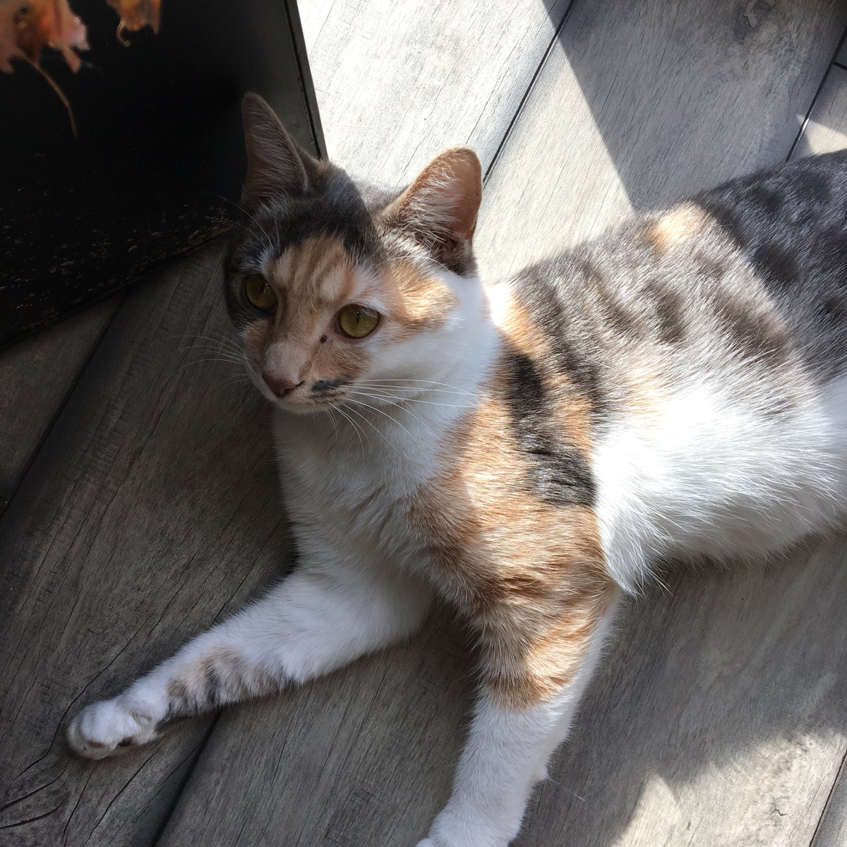 Salvatore J Ai Perdu Mon Chat Dans Valenciennes Depuis Hier Soir Elle S Appelle Nala Elle A 9mois Et Elle N Est Jamais Sortie Rt Svp Pour M Aider A La Retrouver T Co Xdnavpktnd