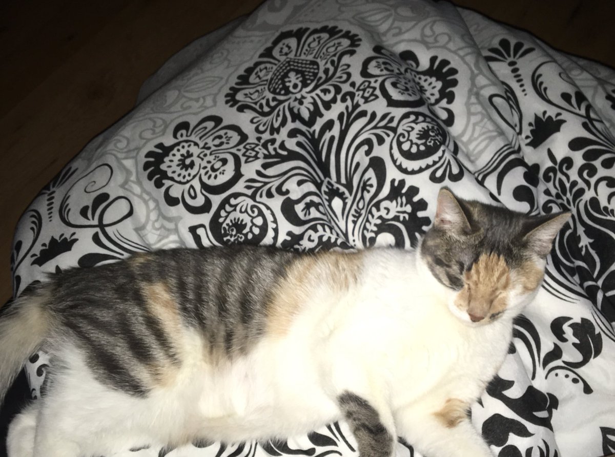 Salvatore J Ai Perdu Mon Chat Dans Valenciennes Depuis Hier Soir Elle S Appelle Nala Elle A 9mois Et Elle N Est Jamais Sortie Rt Svp Pour M Aider A La Retrouver T Co Xdnavpktnd