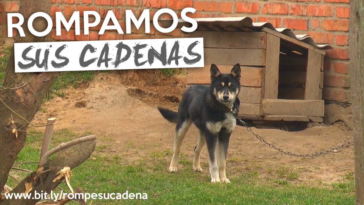 LiberaONG's tweet photo. ¿Ya has colaborado con la campaña #SenCadeas? Denunciamos casos de perros encadenados de manera perpetua y necesitamos tu ayuda para seguir haciéndolo.
Colabora en https://t.co/DWq1WbcBih⛓️ o haz teaming desde https://t.co/X3NkvzeBVY💚 https://t.co/H1db8YbtvE