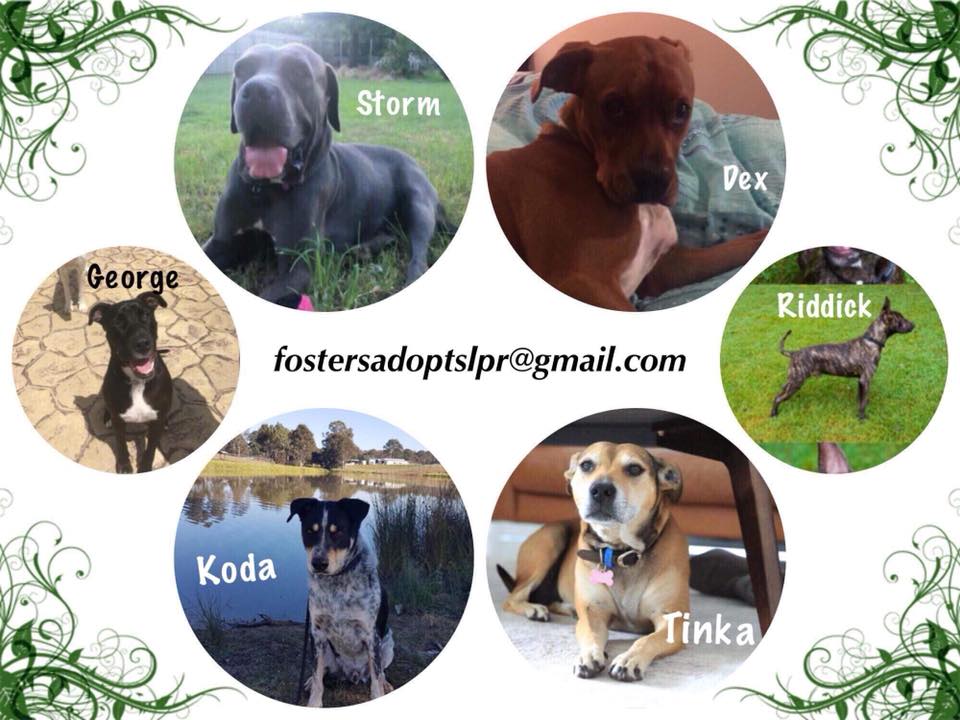 silverliningaus's tweet photo. We cant help these pets without carers. The only other option is kennels 😞  while kennel staff do their best theres nothing like a home for love ❤.  Please share so we can sort these little ones ❤ #silverliningpetrescue
Carers needed for : https://t.co/mQbmxNiMzf