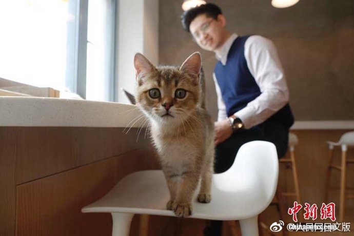 BeautyStyleU's tweet photo. 上海市のあるネコカフェで12日、市民が仕事をしながら猫たち���触れ合っていた。ネコカフェは日本で誕生し、台湾地区、香港地区等にも徐々に登場した。近年では中国大陸部の一部の都市にもネコをテーマとしたカフェが次々とオープンしている。 https://t.co/gvU4qvHtQe