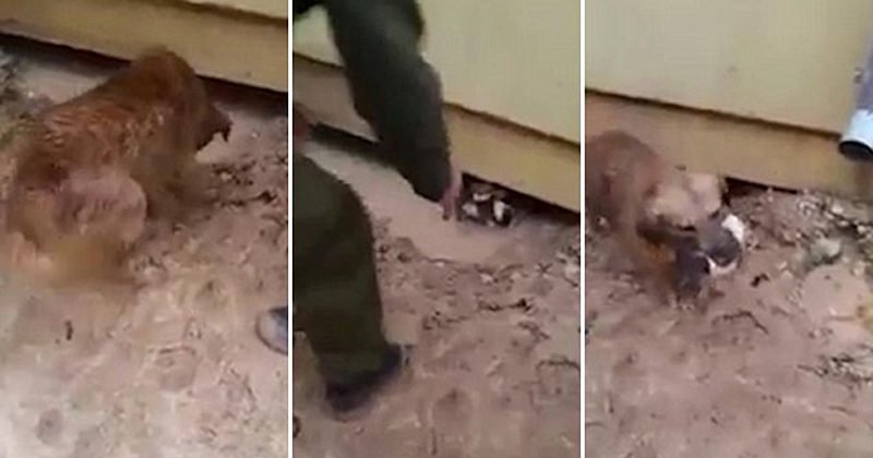 kidsviral's tweet photo. #Heroic Dog Risks Her #Life To Save #Puppies Trapped In Flood Water Under A House
https://t.co/s5ghPk5V38
Kids Viral
#Animals #Binnygudjonsson #Dogrescue #Dogs #Dramaticrescue #Dramaticvideo #Heroicdog #Israel #Momanimals #Momdog #Mother #Puppyrescue https://t.co/uOgJ9BErRn