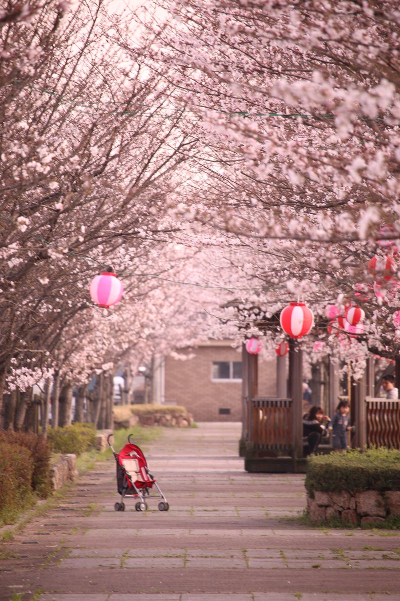 Octobersanpo's tweet photo. 桜遊歩道。 https://t.co/9zaXjHaKIj