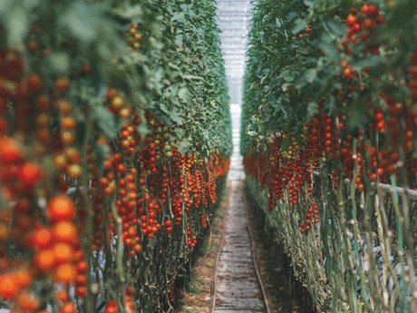 moneytradecoin's tweet photo. Cryptocurrency Mining Can Aid Sustainable Farming- The Advent of ‘Cryptomatoes’
https://t.co/WH5fbAGYpu
#BitcoinMining #TomatoGreenhouse #MTCX #MoneyTradeCoin #MoneyTradeCoinGroup #Czech #NakamotoX #Cryptomatoes #Brejcha #Agritecture #Cryptocurrency #Cryptocurrencymining #MTC https://t.co/KsvgkXpk0e