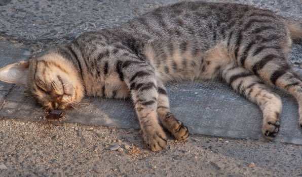 SnobbyCaleb's tweet image. Fucking wanker deserved this, kicked it right Into next week