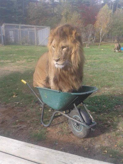 飼い猫みたい？やっぱり基本は可愛いネコ科の動物達ｗ