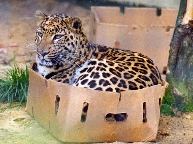 飼い猫みたい？やっぱり基本は可愛いネコ科の動物達ｗ