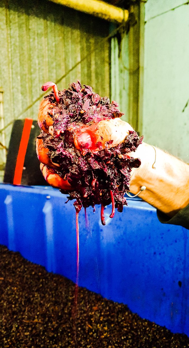 Sabella Vineyards tweet media