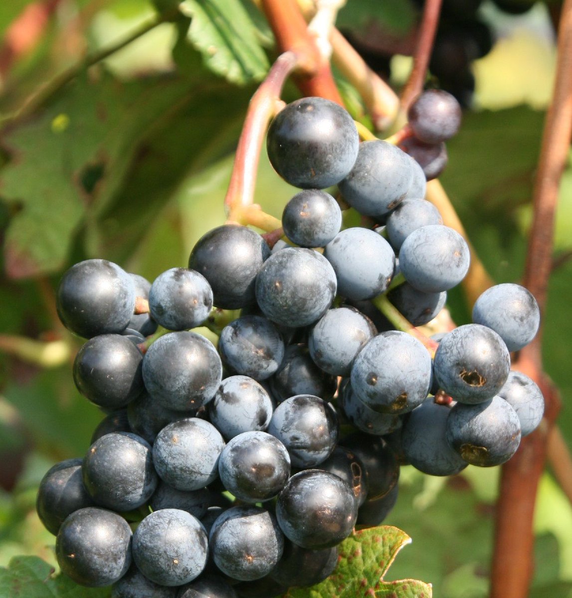 Dornfelder - The most successful German red wine crossing grape varieties.

buff.ly/2oRIel9