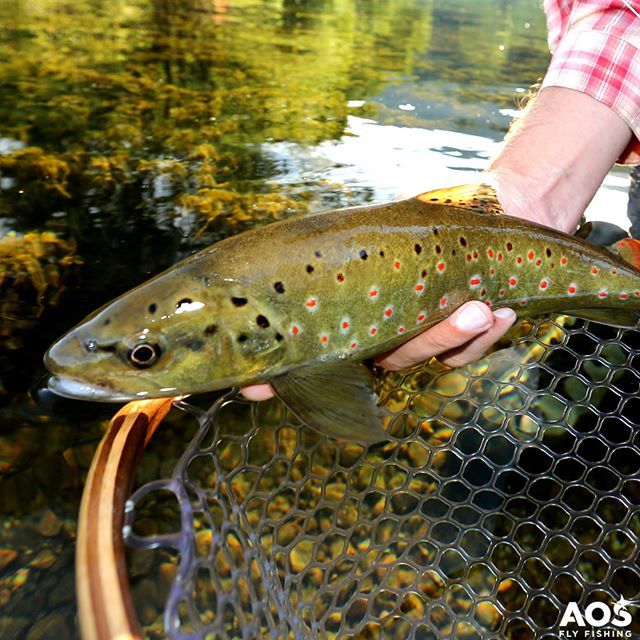 aosfishing's tweet photo. Brown trout beauty 🐟 😍 #flyfishingmakesyouhappy #bachforelle #aosfishing #flyfishing #fliegenfischen #pescamosca #fluefiskeri #perhokalastus #vliegvissen #pescaconmosca #pechemouche #fluefiske #graz #styria #steiermark #lovefishing #austria #catchand… https://t.co/Xwhhwgpx7j https://t.co/UBxDoCrAJY