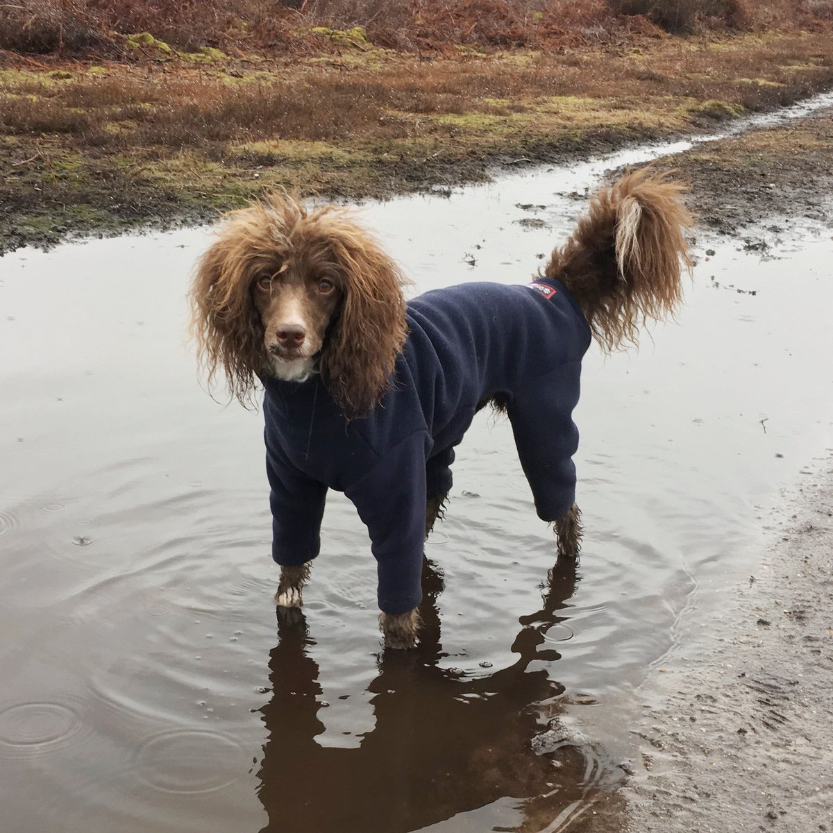DryHound tweet media