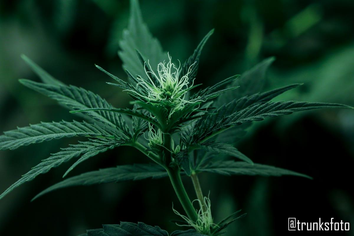 trunksfoto's tweet photo. Primera experiencia CBD 😍 #Medikit @BuddhaSeeds
 #AutocultivoYa #legalización https://t.co/VKbSDee7sH