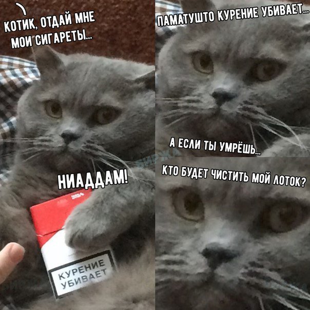 DYUacD5W0AALHap.jpg:large