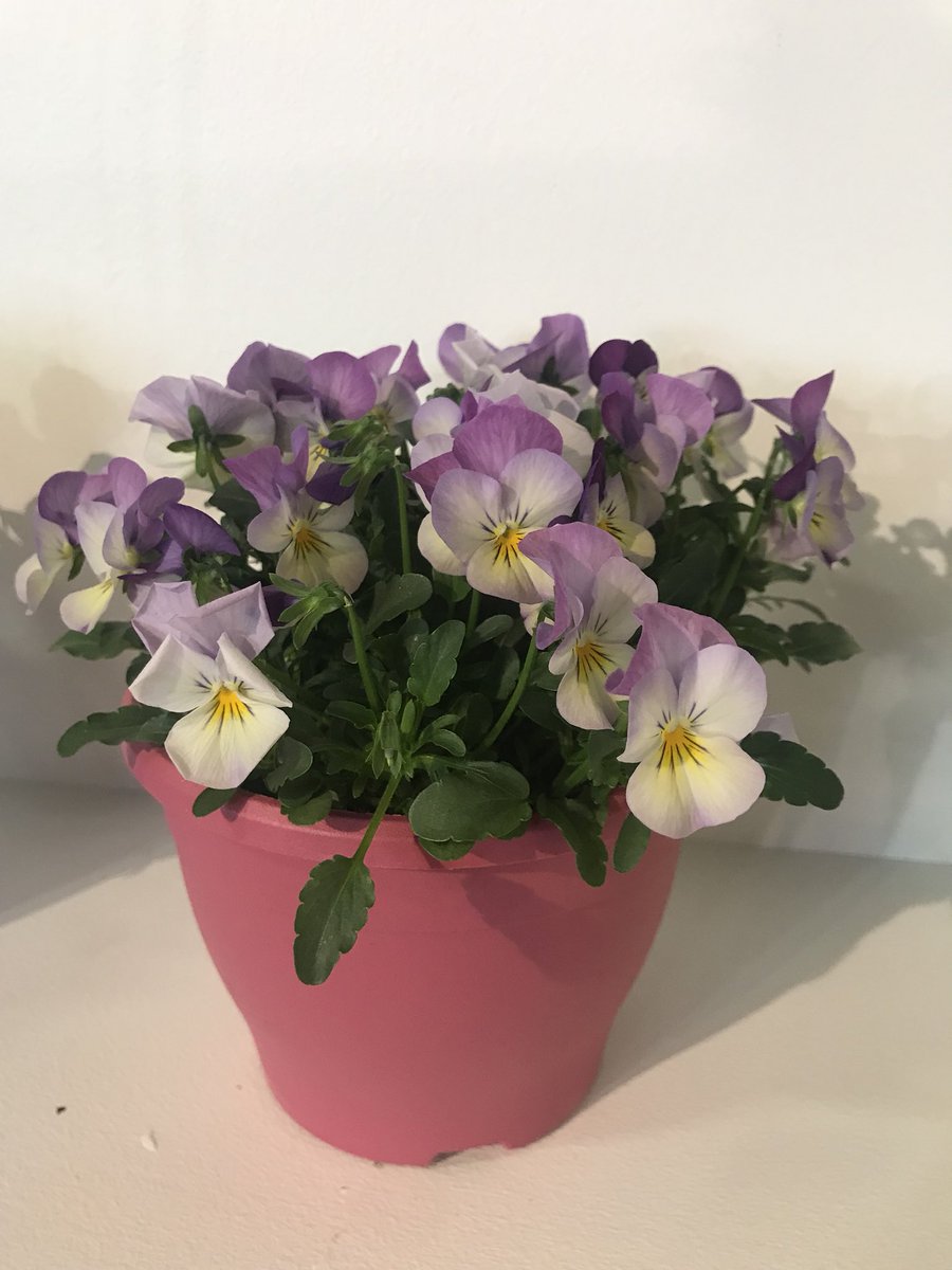 Vandaag verwelkomen wij u in onze vrolijke #voorjaars stand B5.4 op de #seasonaltradefair