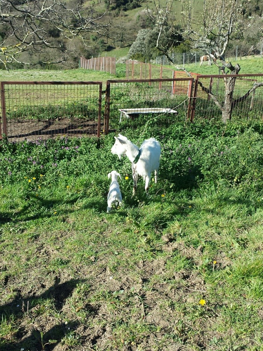 Kara3Z1's tweet photo. Zierbenera hurbildu gara Zuriren animaliak ikustera: ahuntzak, zaldiak...IZUGARRIA IZAN DA! https://t.co/GfhvdhMllX
