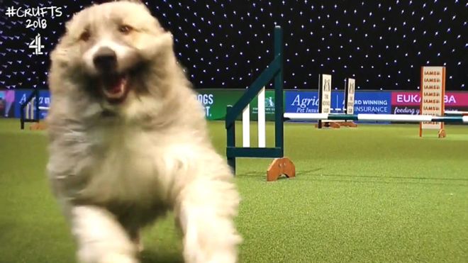 We have the exclusive story of Kratu, the star of Crufts on our Blog. It is a fantastic read edogadvisor.co.uk/the_story_behi… #dogs #Crufts2018 @BaronBearbum