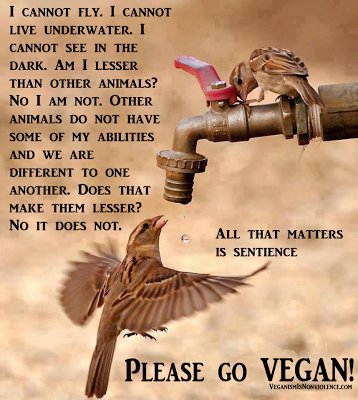 All That Matters Is #Sentience.
Vegan Starter Kit: vegankit.com 
#NationalButchersWeek #MeatyMarch #GoVegan #BeVegan #Vegan #Veganism #AnimalRights #Speciesism #EndSpeciesism