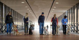 usservice1's tweet photo. Search the #dog #registry by entering the ten digit registration #number of the service dog and get all the details.

Search Now - https://t.co/r1acrFMmMX https://t.co/RPigmFxWOL