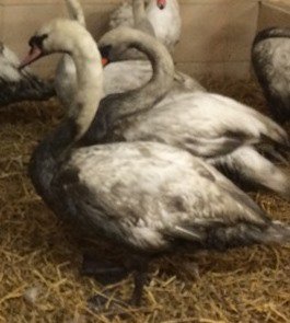 So while the board of the EA were posing for a photo op yesterday <a href="/BarkingSwanman/">Laurent Howes</a> from the Swan Sanctuary was having to save this swan from the oil slick on the River Lea which a month later <a href="/EnvAgency/">Environment Agency</a> has still failed to clean up. Says it all really.

x.com/BarkingSwanman…