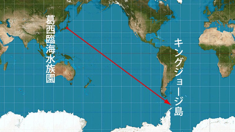 東京ズーネット 公式 続 じつはメルカトル図法 最短直線距離を引くならこちらが正解です すると今度は ニュージーランドのずっと東を通ることになってしまいますね 正距方位図法だと 豪州とnzのあいだを通るのに T Co M4yqyihyel