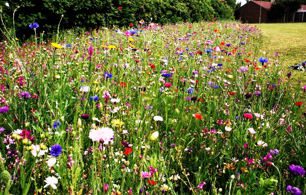 Since the Second World War we have lost 97% our wildflower meadows. 
Together, we can change this. #wildflowerwarriors