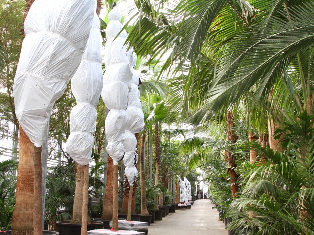 FachjanProjectPlants tweet media