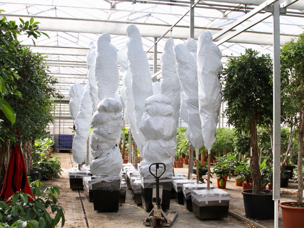 FachjanProjectPlants tweet media