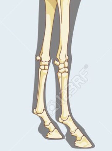 Nal çakımı basit bir işlem gibi görünse de kimsenin bilmediği tırnak anatomisini etkileyen bir işlemdir.Bilgi temel bir kavramdir.İskelet sistemin de Fetlok Joınt ve Annular Ligament isimli kemik ve dokuya bakılıp gerektiği takdir’de röntgen çekilip uygun nal çakılmalı.🏇🏻🇹🇷