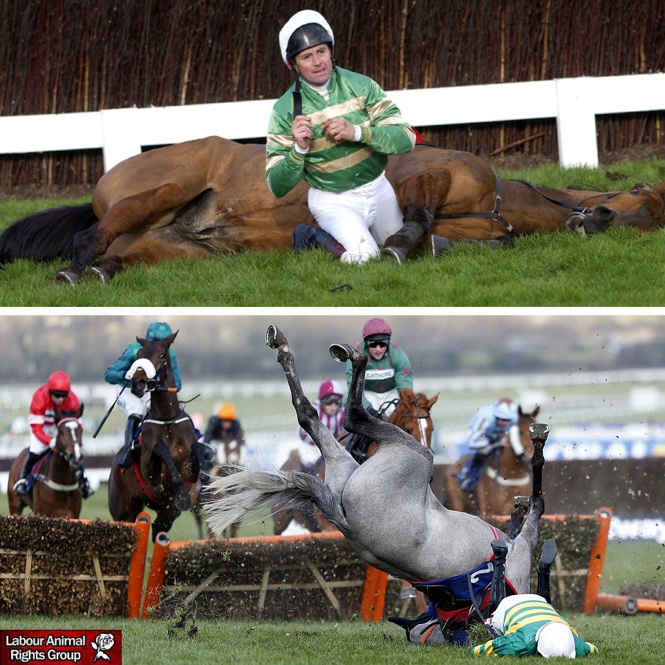 LabourAnimalRG's tweet image. Two horses have already died on day one of the #CheltenhamFestival 
Mossback and Report to Base both only 6 years old were put down after falls. 
RETWEET if you agree that the cruelty suffered by these horses must stop.
#YouBetTheyDie
bristolpost.co.uk/sport/other-sp…