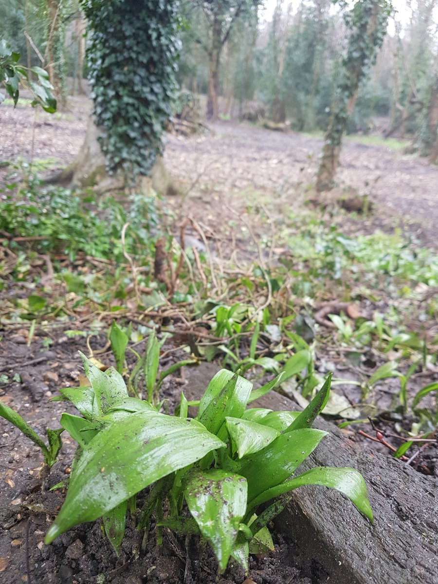 supersophski's tweet photo. Some wild garlic has survived the excavations for the planned wetland area in #BeckenhamPlacePark but given it doesn't grow underwater I guess this might be the last year we'll see it. #Beckenham #Bromley #SaveBPP https://t.co/VehDJtaFCB