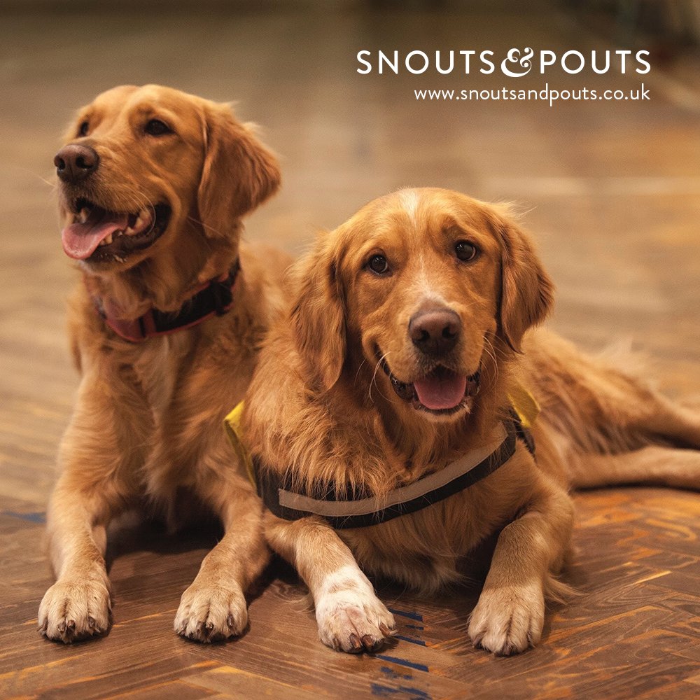 snoutspouts's tweet photo. We know humans and #dogs have an unshakeable #bond but the bond #animals have with each other is awesome (and melts our hearts a little!) https://t.co/9MVPl15q5l  #ThursdayThoughts https://t.co/uxQR58oXqi
