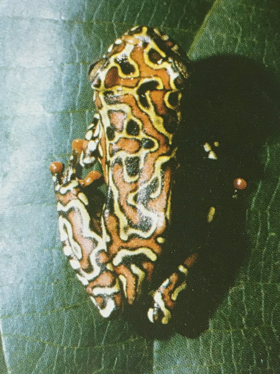 爬虫類倶楽部 大宮店 on X: 