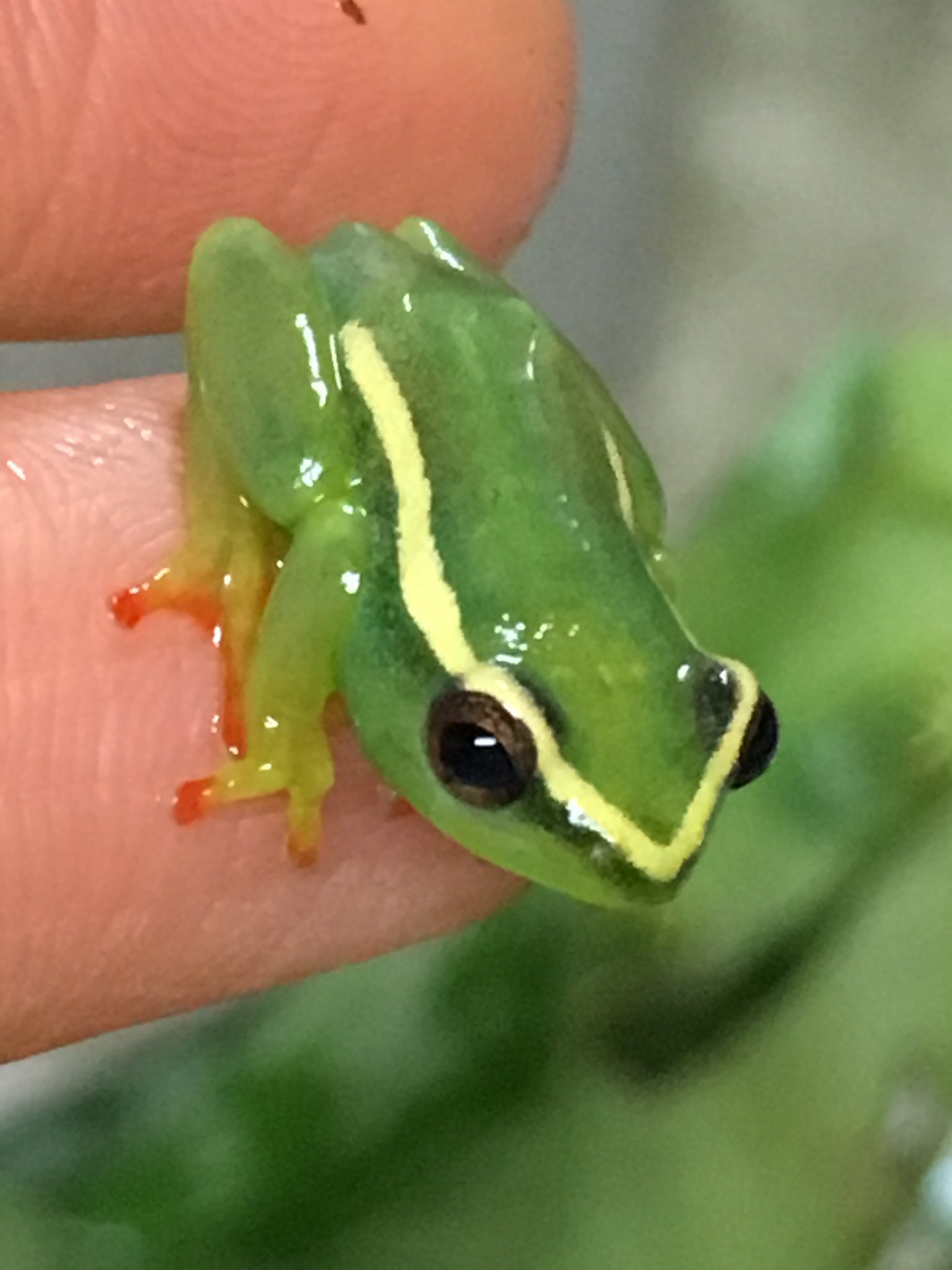 カエルとカッパ kai1060four-10.jpg