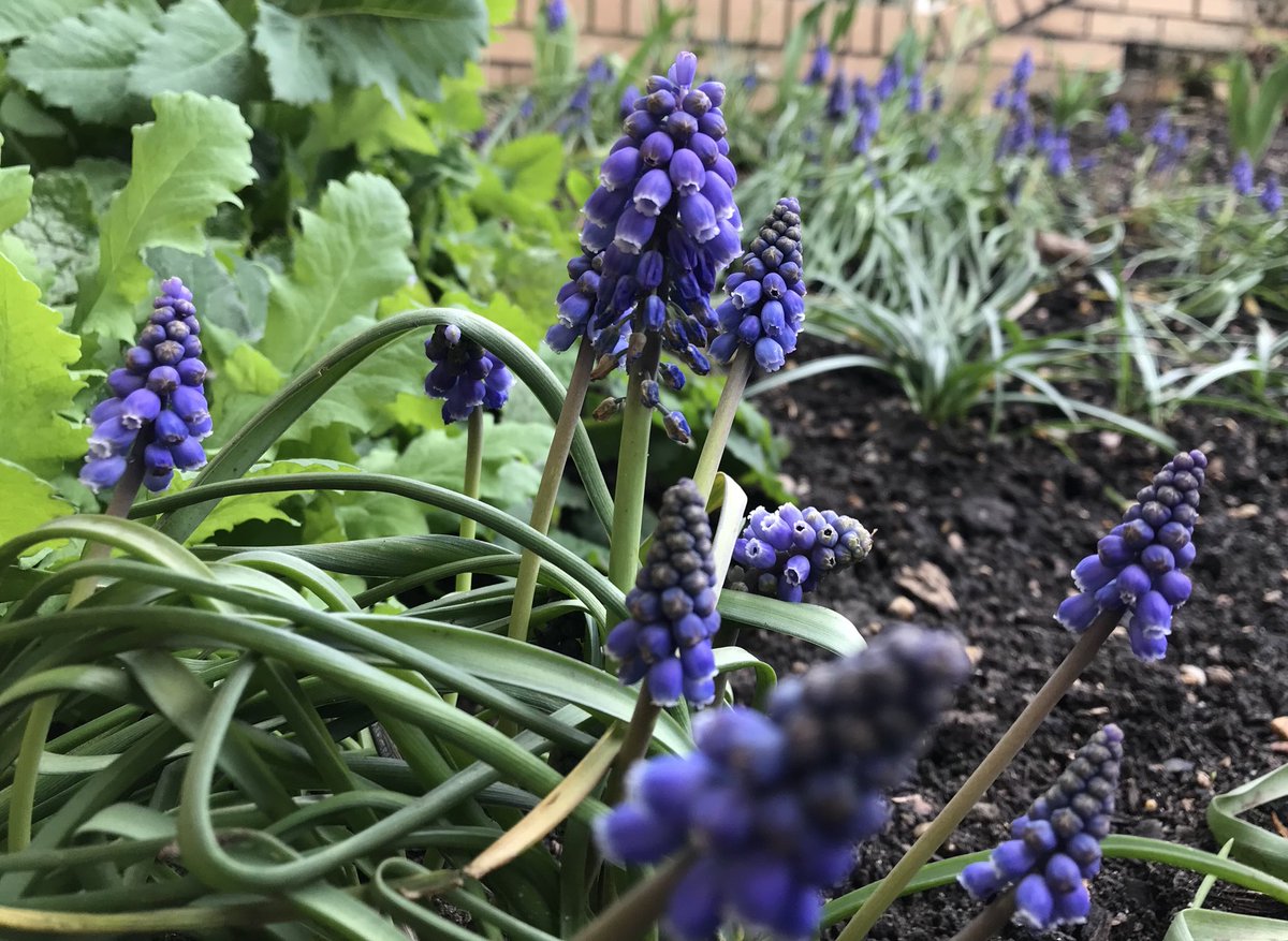 kimbomeek's tweet photo. Hello #Spring! #FaveSpringFlower #Muscari #Flowers #SpringALing 😁 https://t.co/Exi8pGbR9S