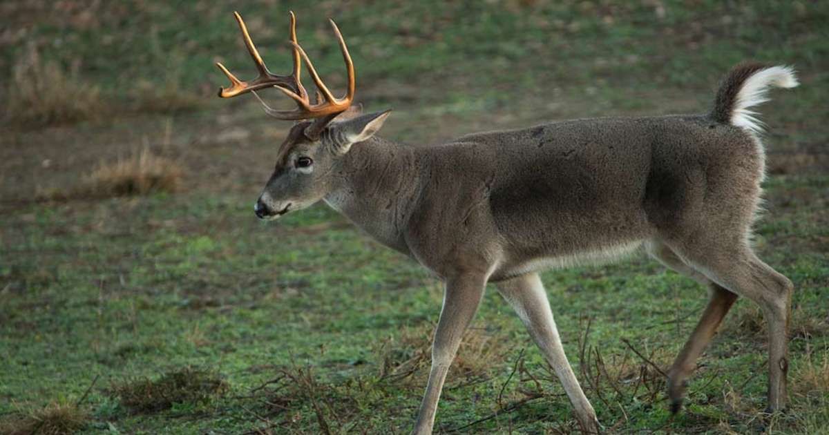 deerassociation's tweet photo. Busted: 10 Myths About Food Plots https://t.co/2dMDLQLAG4 https://t.co/cgmdtmTr6a