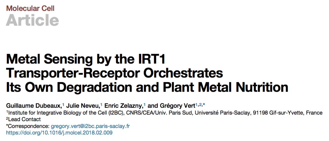 gdubeaux's tweet photo. Finally! My thesis paper is online and published in @MolecularCell! I’m so happy!!! #MetalSensing by the IRT1 Transporter-Receptor Orchestrates
Its Own Degradation and Plant Metal #Nutrition. #Transceptor #InloveWithScience #GDJournalClub https://t.co/F3mbd5EAiZ https://t.co/a2NtxLrKvm