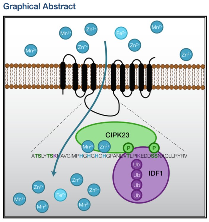 gdubeaux's tweet photo. Finally! My thesis paper is online and published in @MolecularCell! I’m so happy!!! #MetalSensing by the IRT1 Transporter-Receptor Orchestrates
Its Own Degradation and Plant Metal #Nutrition. #Transceptor #InloveWithScience #GDJournalClub https://t.co/F3mbd5EAiZ https://t.co/a2NtxLrKvm