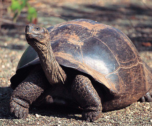 Adventure_Art1's tweet photo. Scientific Relevance of Galapagos: Five Reasons Why https://t.co/ECzhbDqyqD fr @luxury__travel https://t.co/eJNVh9Lzdi
