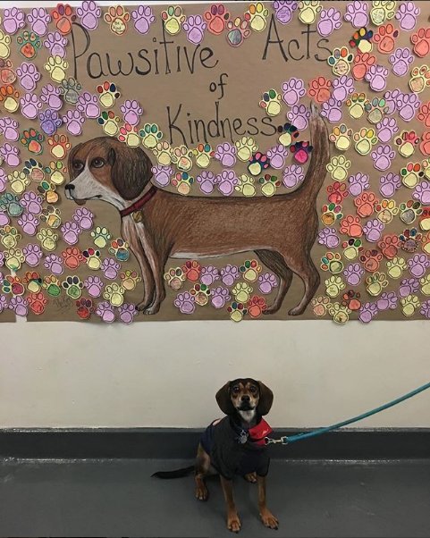 Muttigree's tweet photo. Look at all the “Pawsitive Acts of Kindness” my friends have done. Oh and look at me in the middle of it all 🐶 #muttigree #comfortdog #nycschools #pawsitive #actsofkindness #imsuchagoodrolemodel #kinddog 📷: @buster_thecomfortdog https://t.co/VOrBn8SmQO
