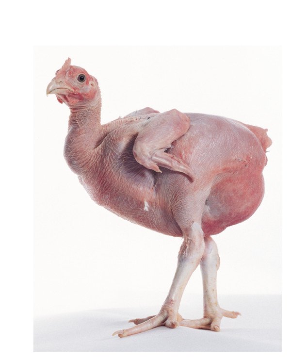 diogenes featherless biped diogenes featherless biped