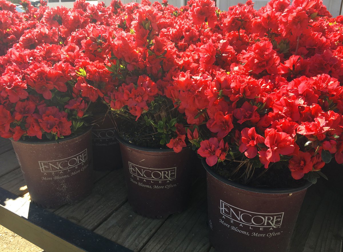 EncoreAzalea's tweet photo. These blooming beauties are on their way to decorate downtown Fairhope, AL for the annual Arts & Crafts Festival! #AutumnFire #EncoreAzalea #MoreBloomsMoreOften #fairhopealabama https://t.co/aNdDTFftm2
