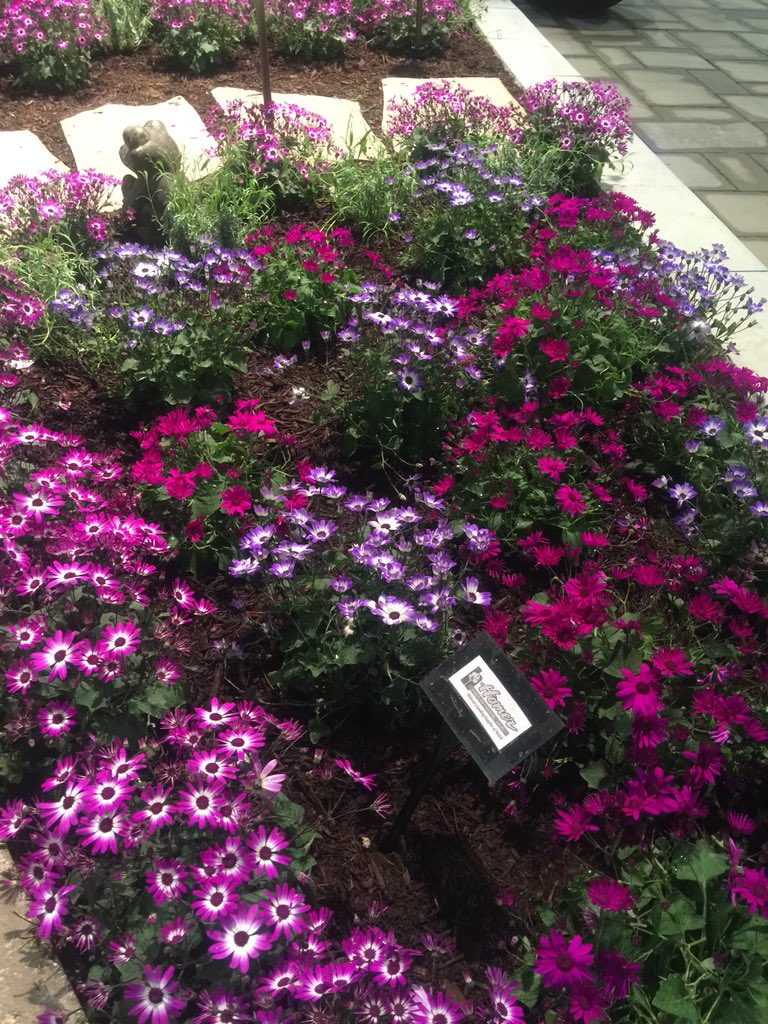 gagasgarden's tweet photo. Pericallis is amazing and fills the gardens built by Wyld Creek & Santa Fe Brick, Concrete & Patio @ChicagoFlower be sure to check all @JacksonPerkins varieties #jacksonandperkins #JPRose https://t.co/qSnL1rCNqy