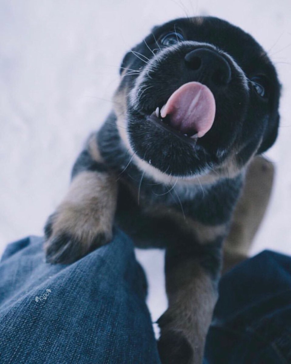 dog_rates's tweet photo. This is Rooster. He would like a hug. Maybe a kiss too but the hug is top priority. 12/10 would obviously accept https://t.co/IpyBPeRrel