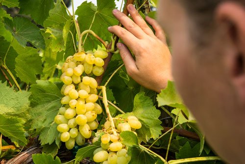 OregonStateExt's tweet image. OSU impact: Researchers at the North Willamette Research and Extension Center spent three years studying table grapes that could become options for Oregon&apos;s small farmers. They were successful. extension.oregonstate.edu/bridges/osu-cu… @berriesGood4U @OreFarmBureau @OSUSmallFarms @goodfruitgrower